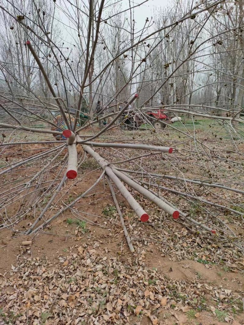 陕西西安白蜡树大量供应基地一手货源欢迎老板光临选购