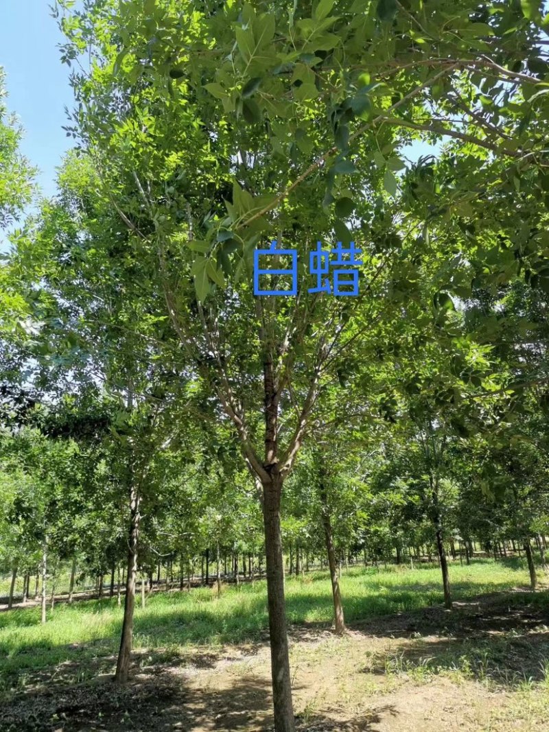陕西西安白蜡树大量供应基地一手货源欢迎老板光临选购