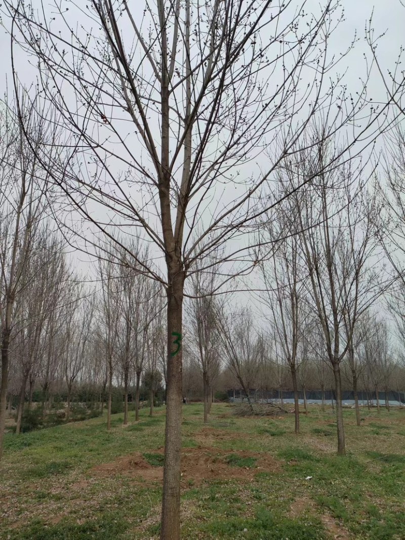 陕西西安白蜡树大量供应基地一手货源欢迎老板光临选购