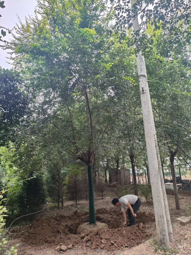 陕西西安白蜡树大量供应基地一手货源欢迎老板光临选购