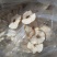 砀山酥梨干梨干雪梨，品质上乘无硫，工厂直供资质齐全可定制