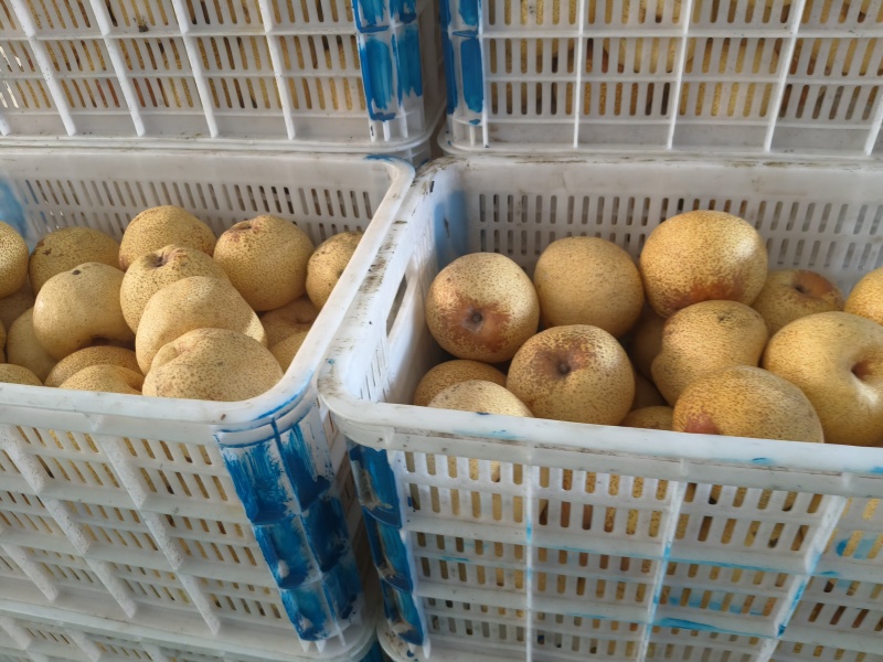 砀山酥梨干梨干雪梨，品质上乘无硫，工厂直供资质齐全可定制