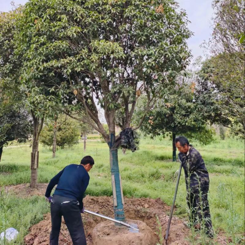 陕西桂花树大量供应6公分品质保证一手货源欢迎来电