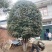 陕西桂花树大量供应6公分品质保证一手货源欢迎来电