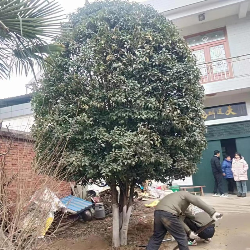 陕西桂花树大量供应6公分品质保证一手货源欢迎来电