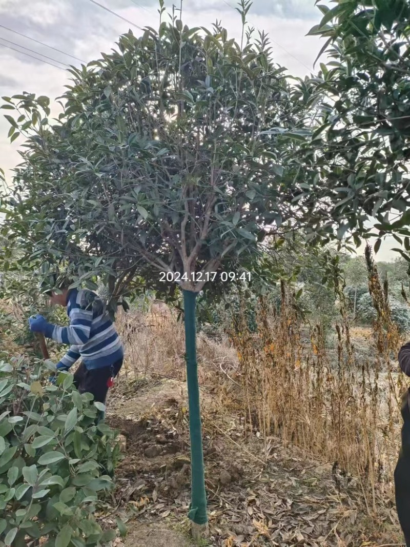 陕西桂花树大量供应6公分品质保证一手货源欢迎来电
