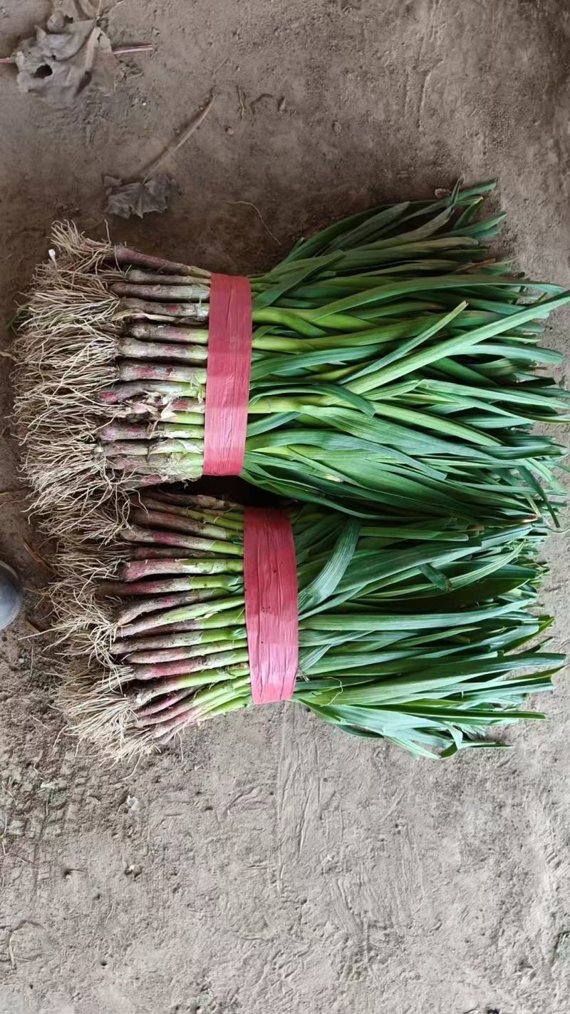 【欢迎来电】精品红根蒜苗大量上市产地直发量大从优