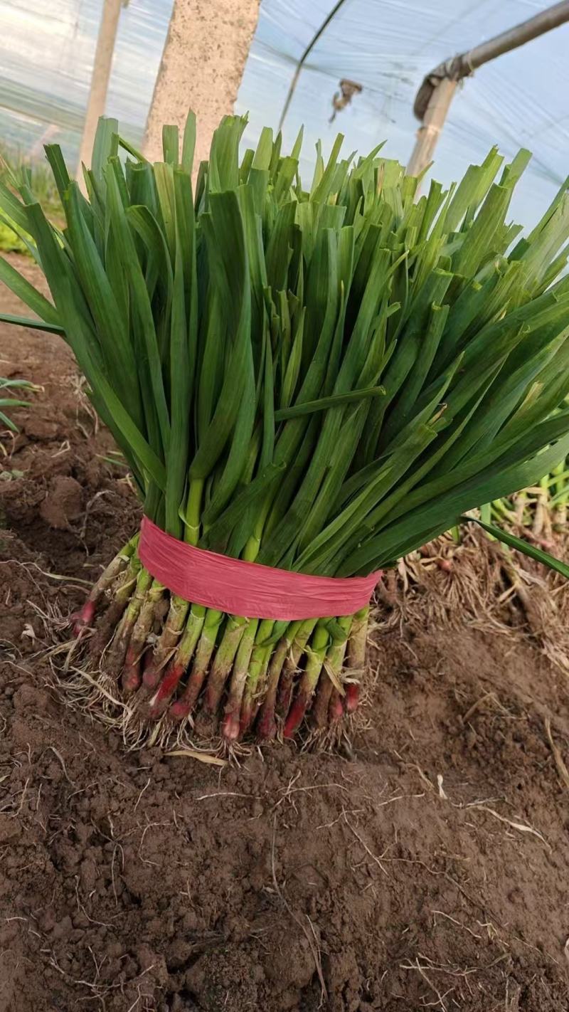 【欢迎来电】精品红根蒜苗大量上市产地直发量大从优