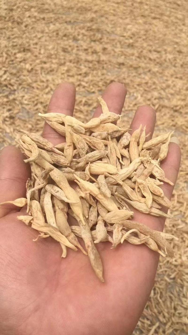 【精选】纯野生麦冬，精品货，量大从优，价格优惠！可批发可