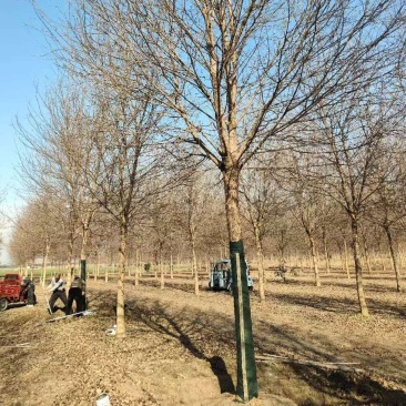 江苏三角枫，安徽三角枫，12-30公分全国发货，基地直销