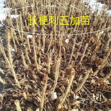 刺五加唱梗短梗