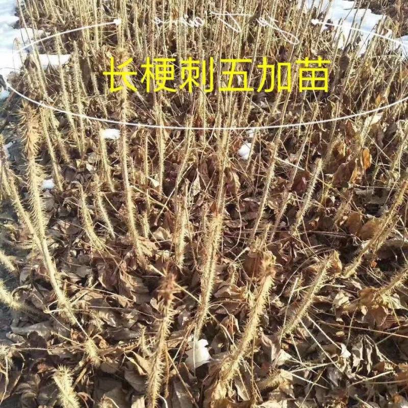 刺五加唱梗短梗
