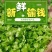 25年新鲜榆钱，现摘现发！供市场，社区团购，电商平台