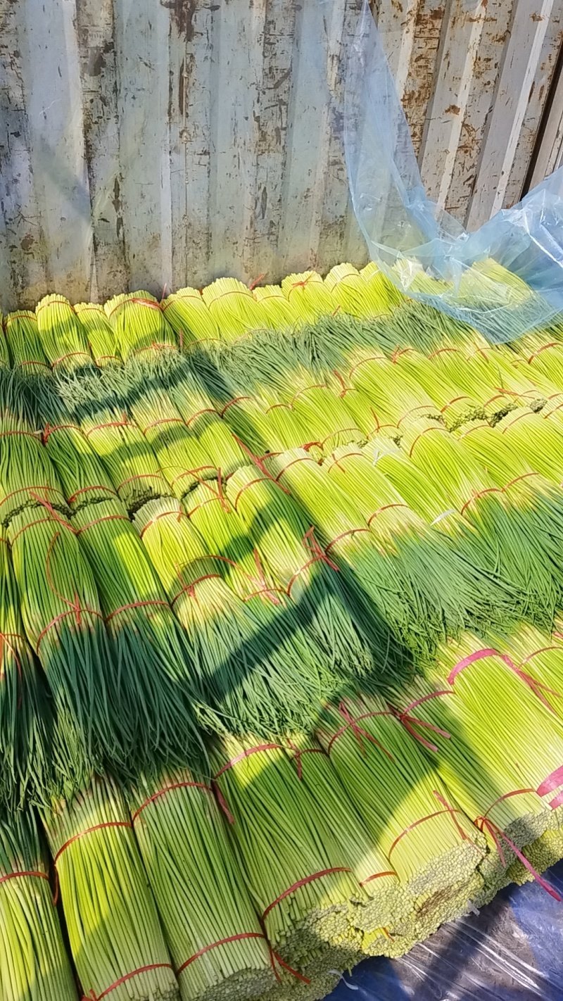 专业一件代发红帽蒜苔对接商超市场平台运营主播