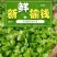 25年新鲜榆钱，现摘现发！供市场，社区团购，电商平台