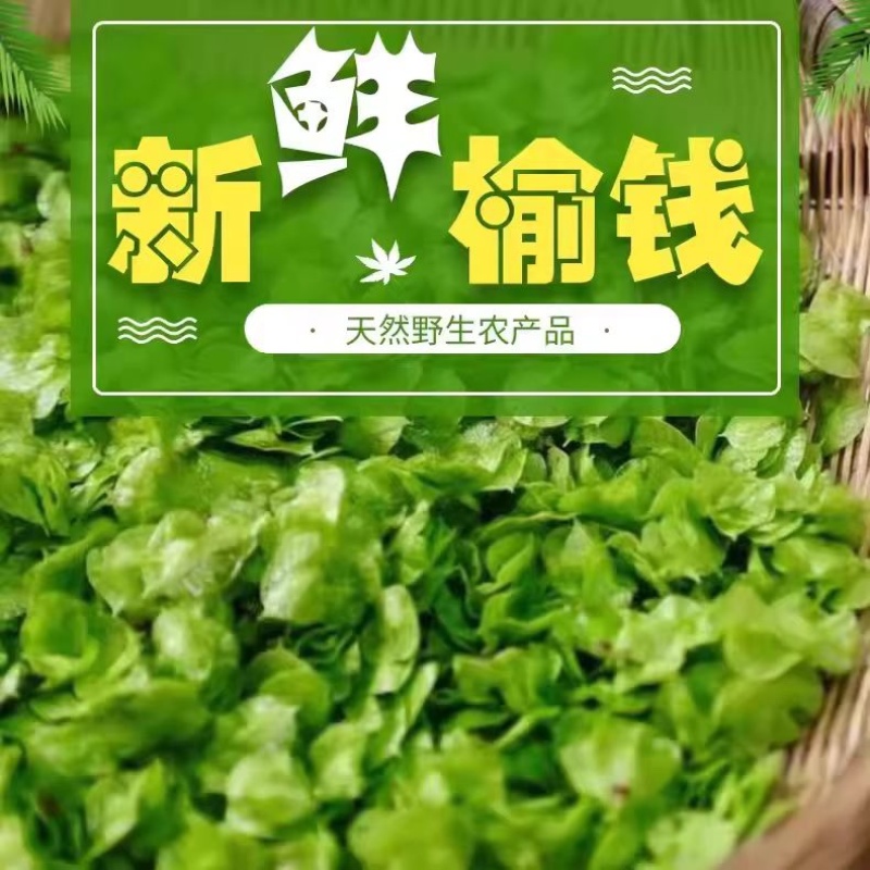 25年新鲜榆钱，现摘现发！供市场，社区团购，电商平台