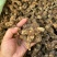 【精品】野生蒸九晒黄精可零售，量大从优，价格美丽