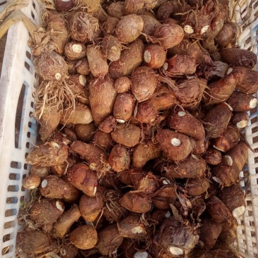 海阳牛奶芋头芋仔芋头种电商落地配一件代发