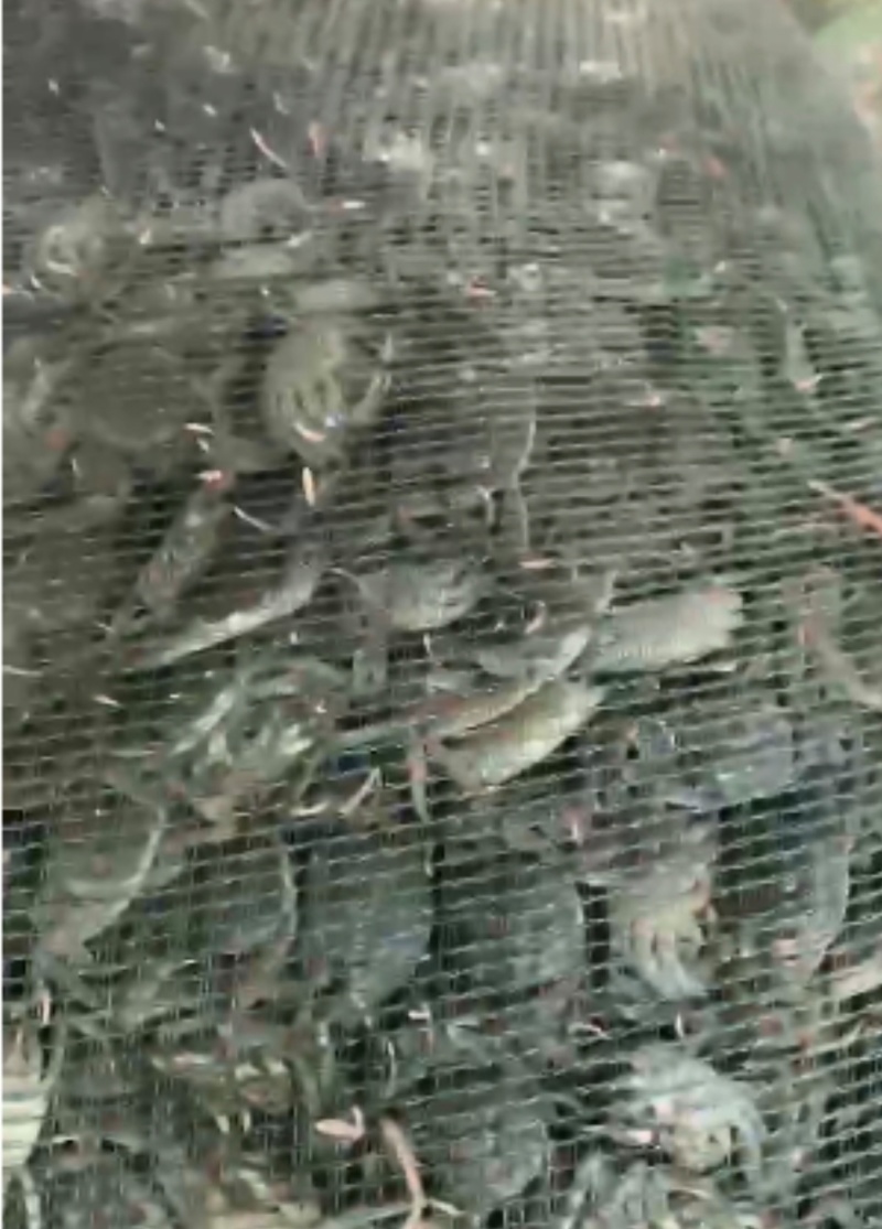 盘锦蟹苗辽蟹苗成活率高稻田蟹苗河蟹苗品种齐全