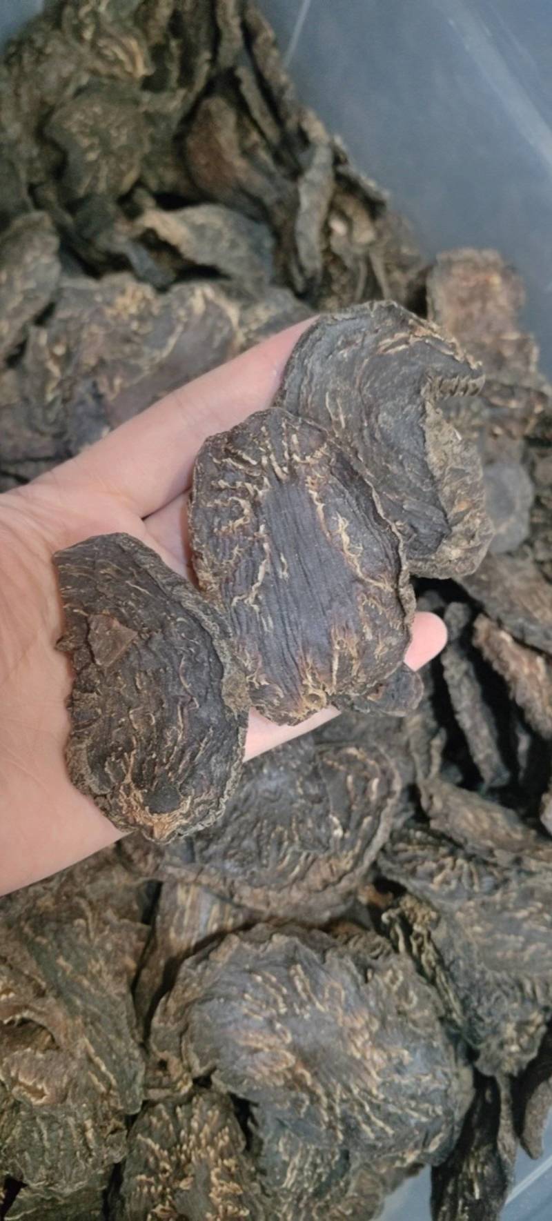 肉苁蓉肉苁蓉马蹄片熟制各种规格批发零售