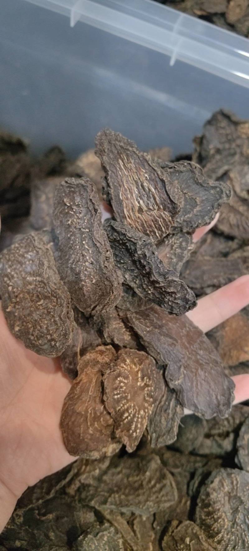 肉苁蓉肉苁蓉马蹄片熟制各种规格批发零售