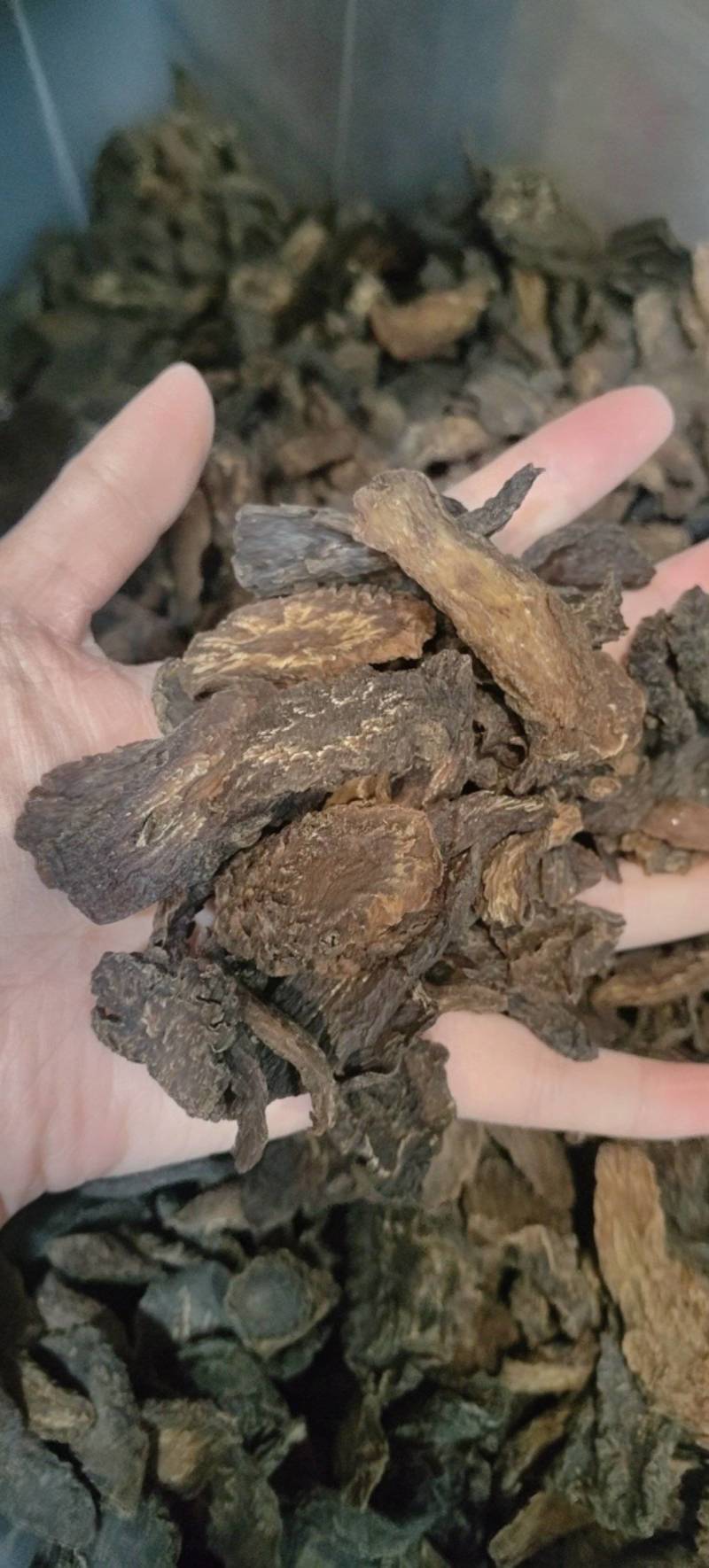 肉苁蓉肉苁蓉马蹄片熟制各种规格批发零售