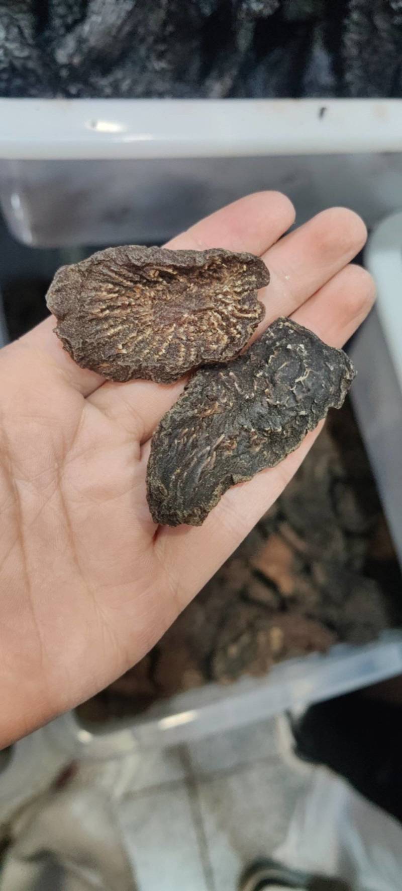 肉苁蓉肉苁蓉马蹄片熟制各种规格批发零售