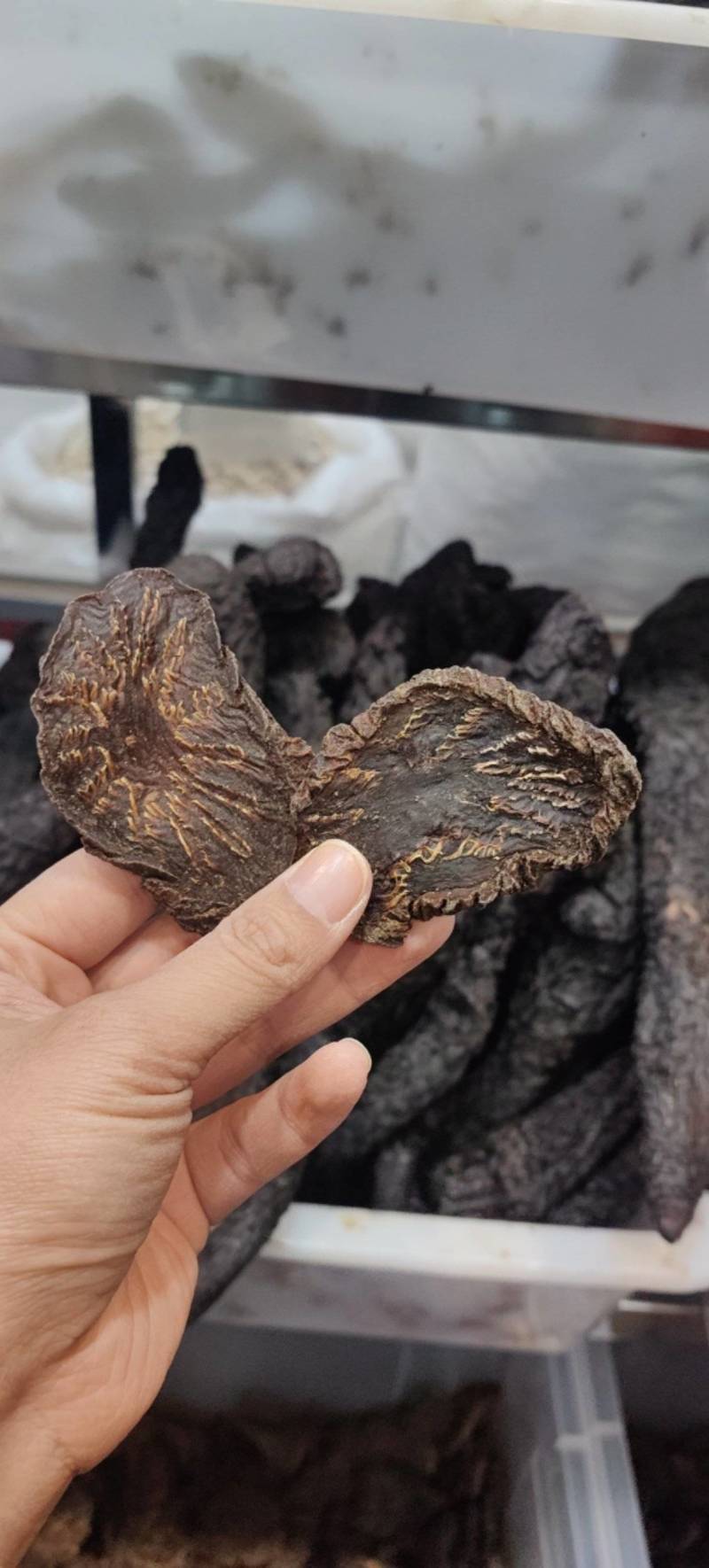 肉苁蓉肉苁蓉马蹄片熟制各种规格批发零售