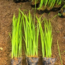 菖蒲