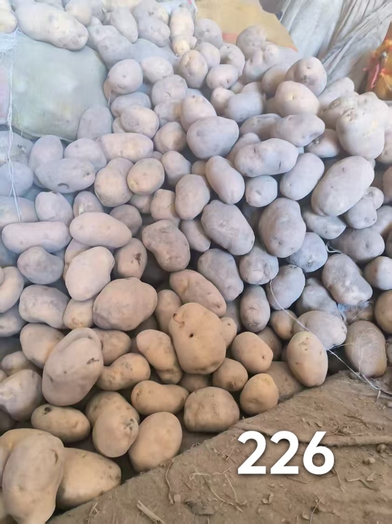 精品精选226，0.6包上车，正规公司，质量保证，售后无忧