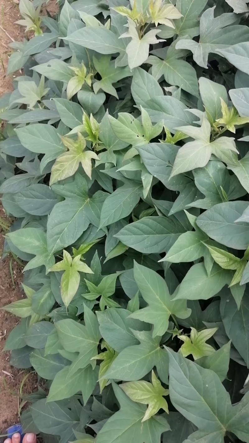 小花叶二代苗008苗五爪金龙苗大量上市