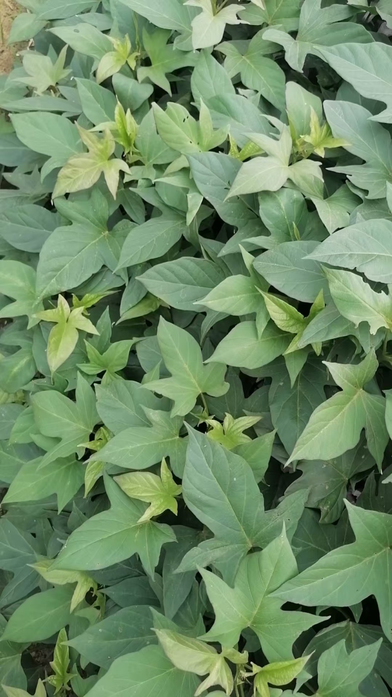 小花叶二代苗008苗五爪金龙苗大量上市