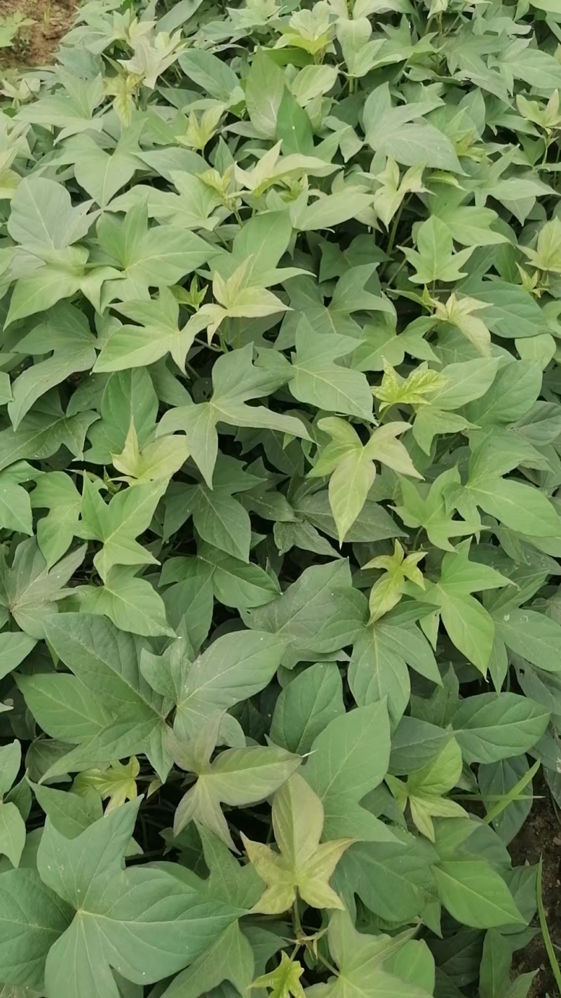 小花叶二代苗008苗五爪金龙苗大量上市