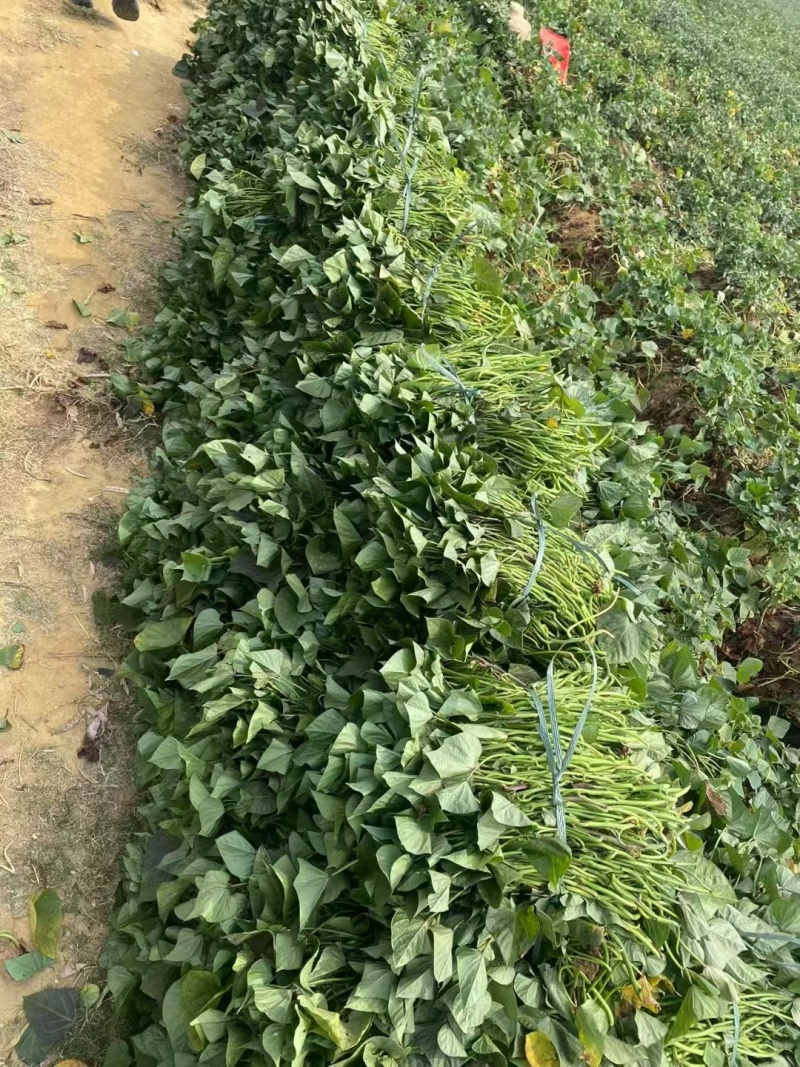 小花叶二代苗008苗五爪金龙苗大量上市