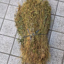 鸡心黄【包邮】三斤起发货可批量可零售量大从优