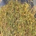 鸡心黄【包邮】三斤起发货可批量可零售量大从优