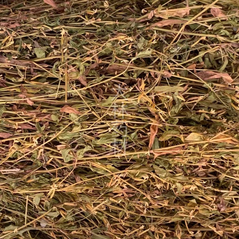 鸡心黄【包邮】三斤起发货可批量可零售量大从优