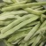 【实力推荐】山东白豆白不老产地直发品质保证