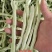 【实力推荐】山东白豆白不老产地直发品质保证