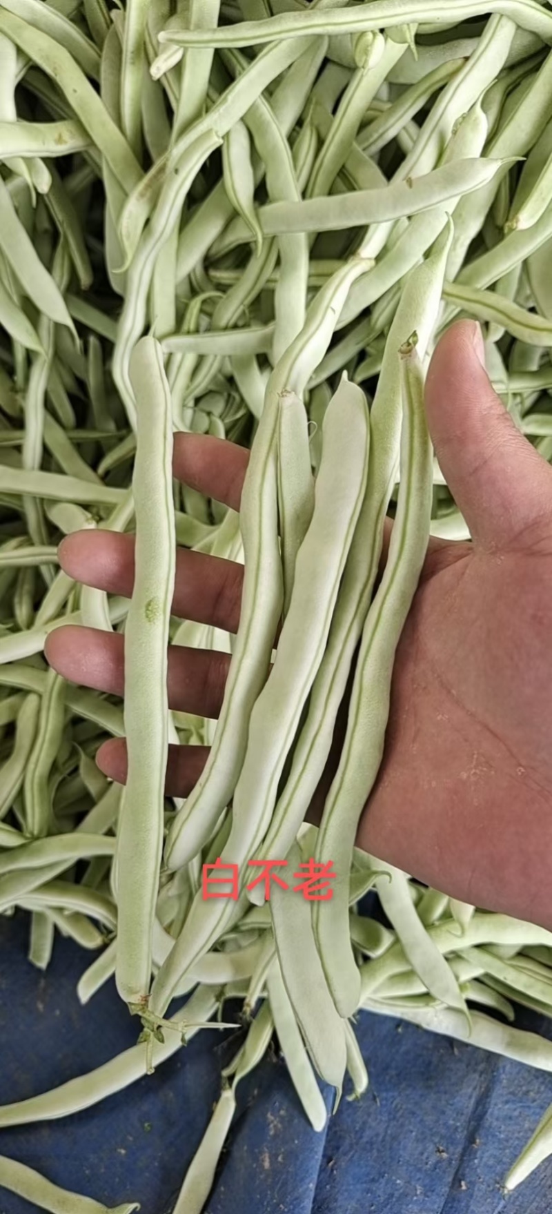 【实力推荐】山东白豆白不老产地直发品质保证