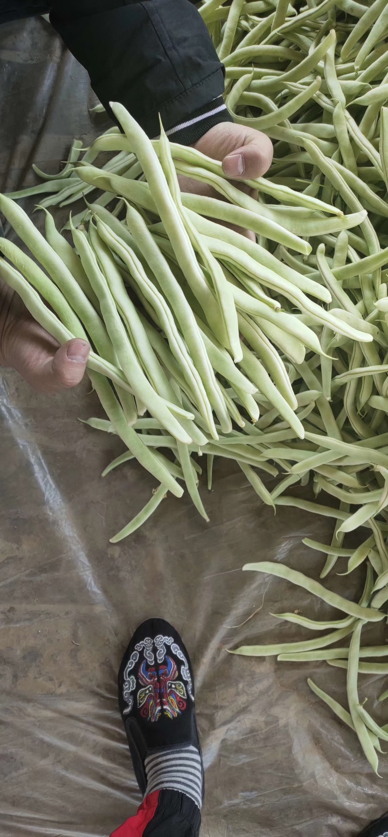 【实力推荐】山东白豆白不老产地直发品质保证