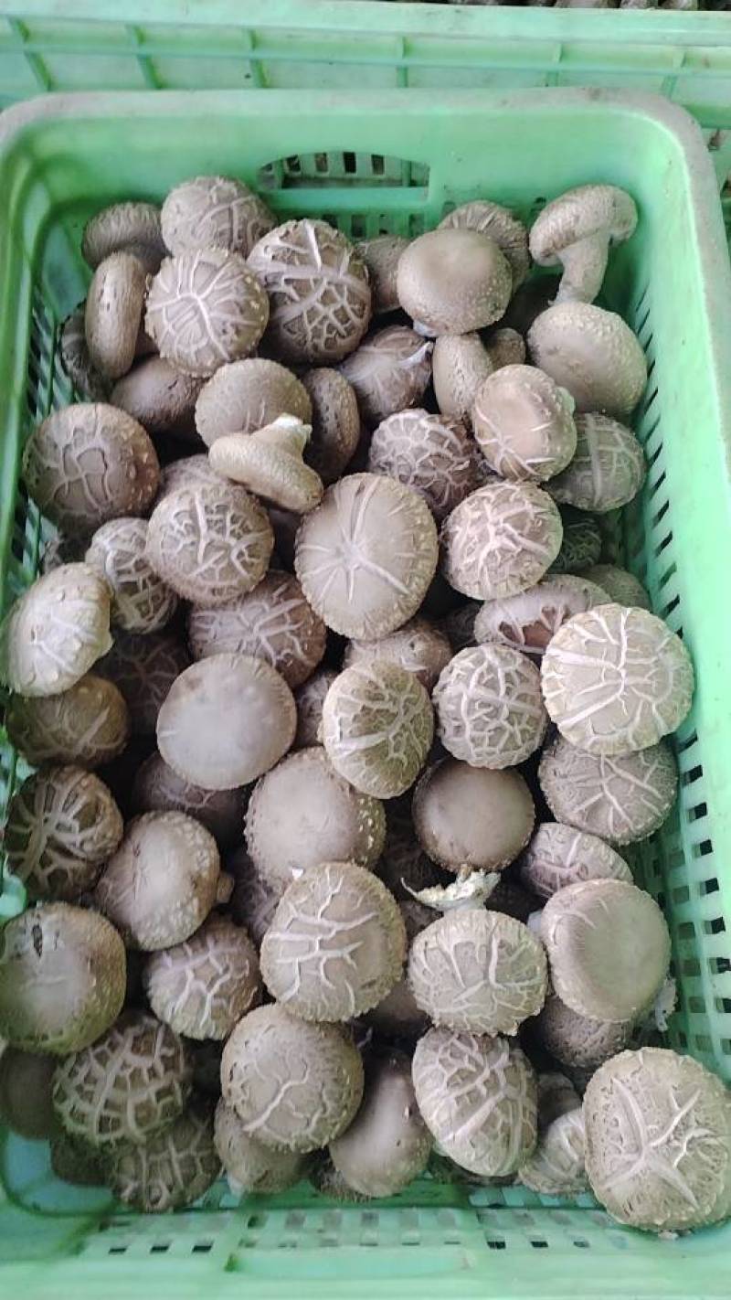 沁源直发！新鲜采摘香菇，肉厚味美，天然无污染，健康好滋味！