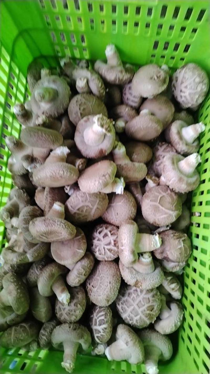 沁源直发！新鲜采摘香菇，肉厚味美，天然无污染，健康好滋味！