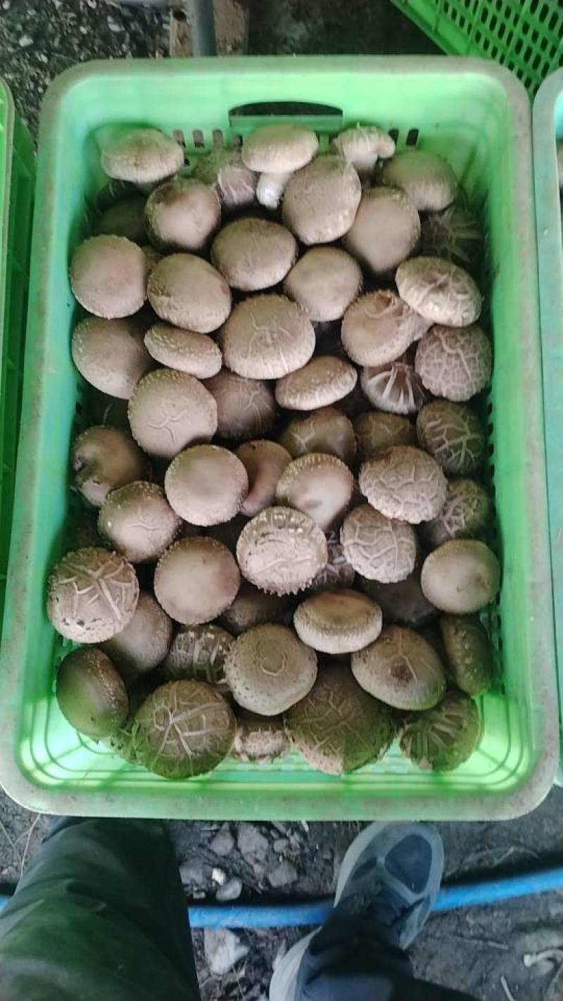 沁源直发！新鲜采摘香菇，肉厚味美，天然无污染，健康好滋味！