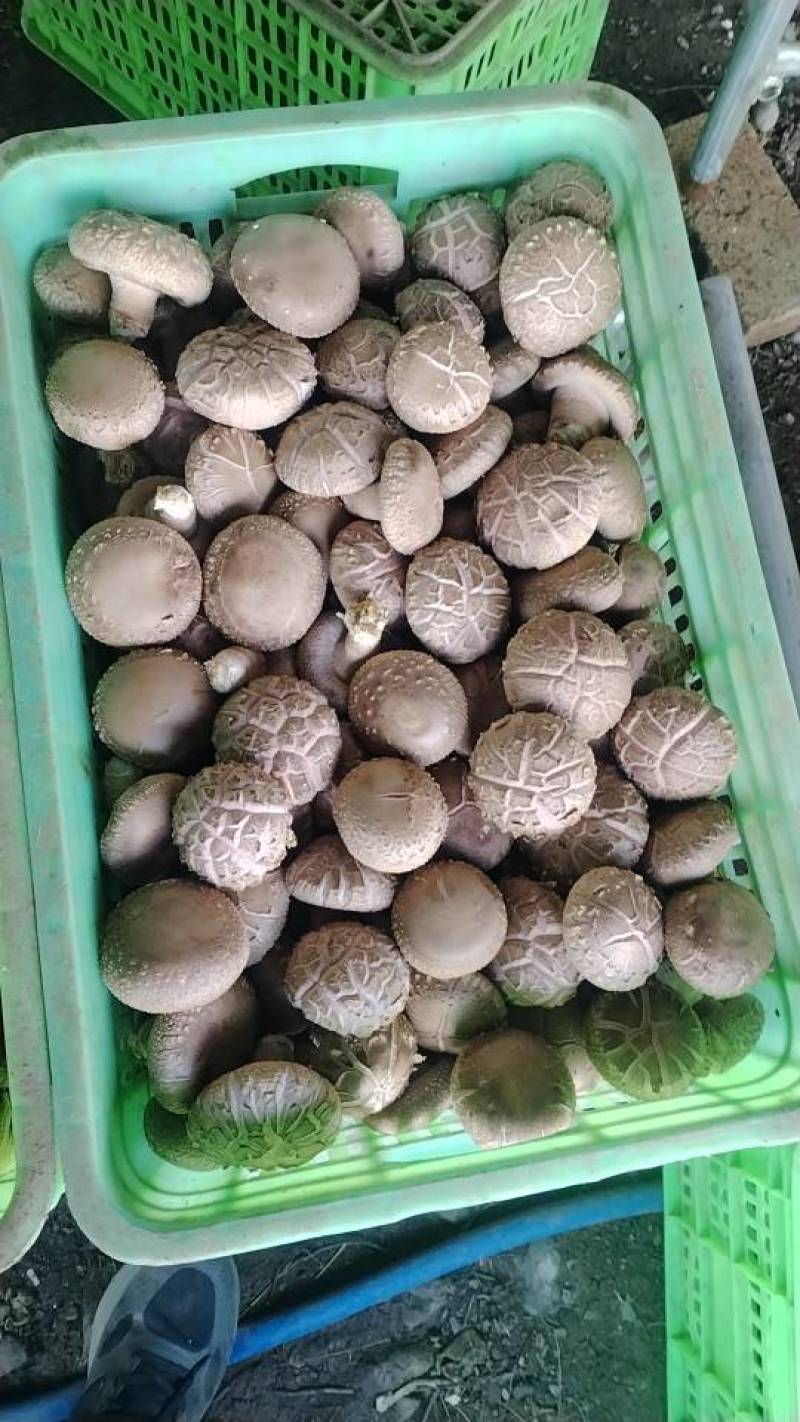 沁源直发！新鲜采摘香菇，肉厚味美，天然无污染，健康好滋味！