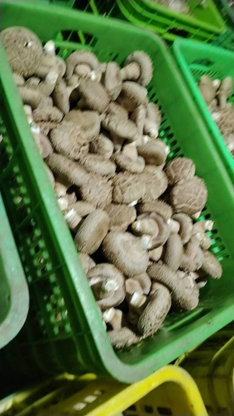 沁源直发！新鲜采摘香菇，肉厚味美，天然无污染，健康好滋味！