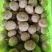 沁源直发！新鲜采摘香菇，肉厚味美，天然无污染，健康好滋味！