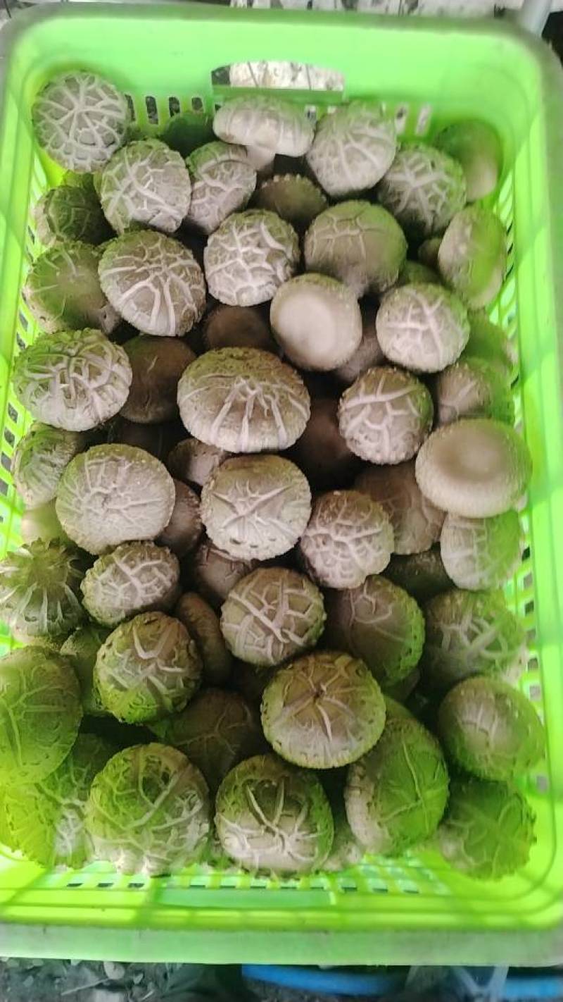 沁源直发！新鲜采摘香菇，肉厚味美，天然无污染，健康好滋味！