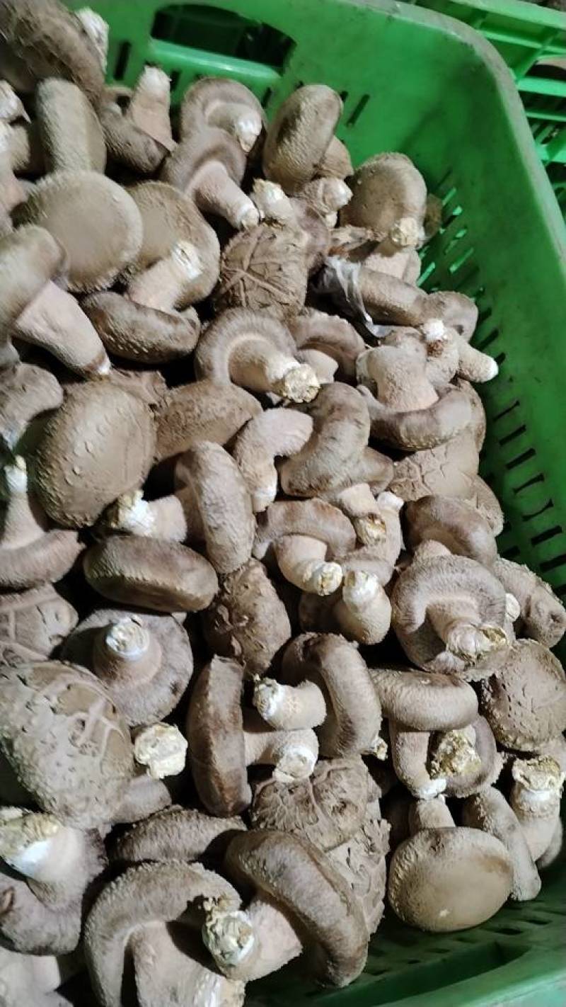 沁源直发！新鲜采摘香菇，肉厚味美，天然无污染，健康好滋味！
