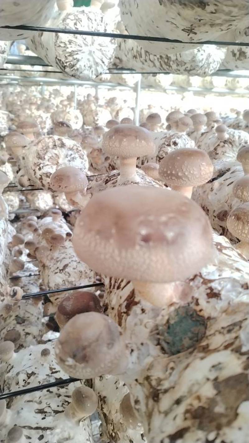 沁源直发！新鲜采摘香菇，肉厚味美，天然无污染，健康好滋味！